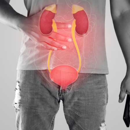 Kidney and urethra illustration on the men body against a gray background.